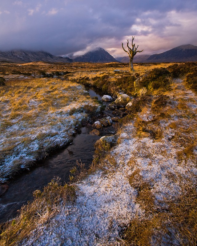 Iconic Tree Of Rannoch Moor, Scotland