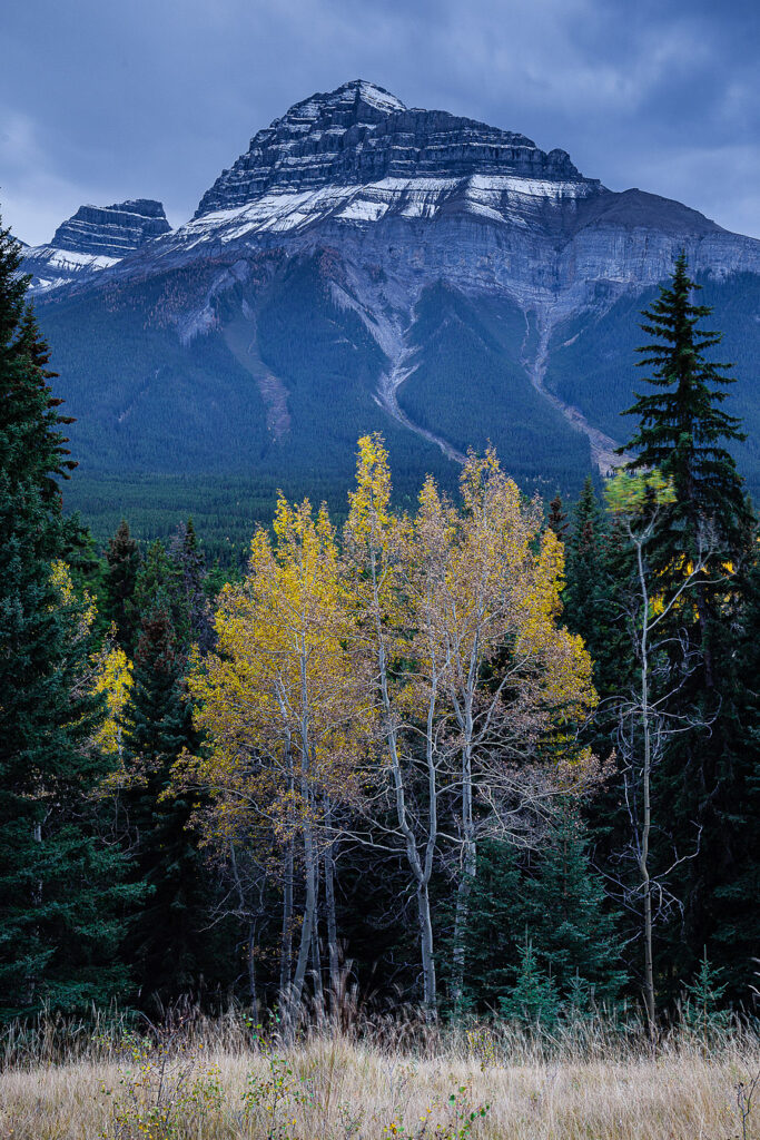 Aspens and rocky mountains, banff np, canada