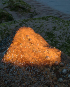 Barnacles at sunset, hopeman bay, moray coast, scotland