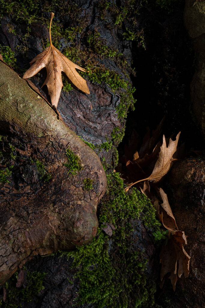 Highlighted leaves, klidonia, zagoria, greece