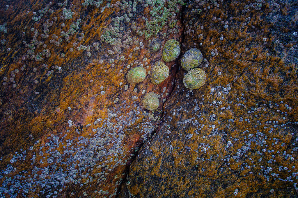 Limpets and barnacles, oldshore beg, sutherland, scotland