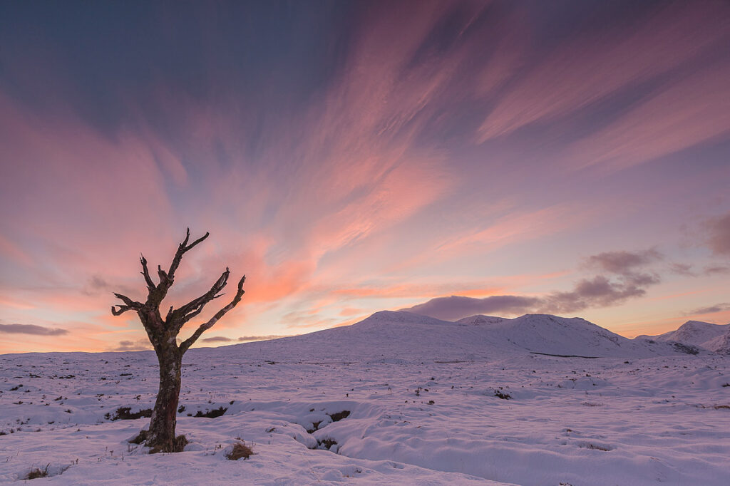 The lonely and famous tree of rannoch moor, scotland