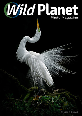 Wild planet photo magazine